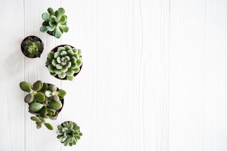Green house plants potted, succulentson clean white wooden background. Home gardening, close-up with copyspace. Scandinavian rustic style decor.