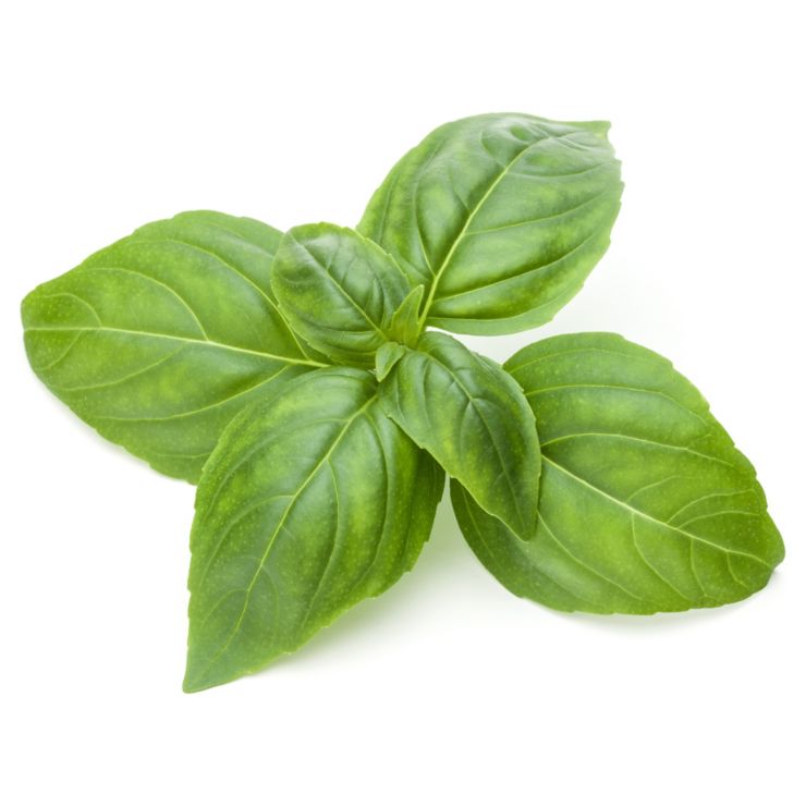 Close up studio shot of fresh green basil herb leaves isolated on white background. Sweet Genovese basil.; Shutterstock ID 661526767; Job: -; Project Name: -; Client/Licensee: -; Art Buyer: -