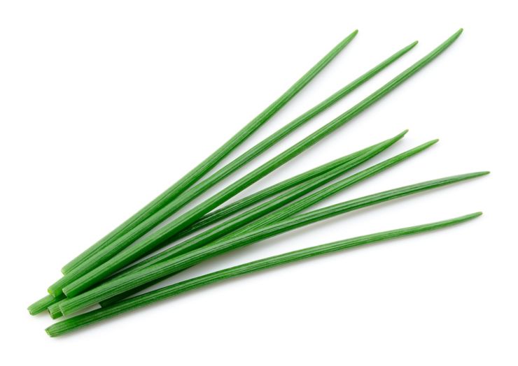 Chives isolated. Green chives. Onion.; Shutterstock ID 1331911043; Job: -; Project Name: -; Client/Licensee: -; Art Buyer: -