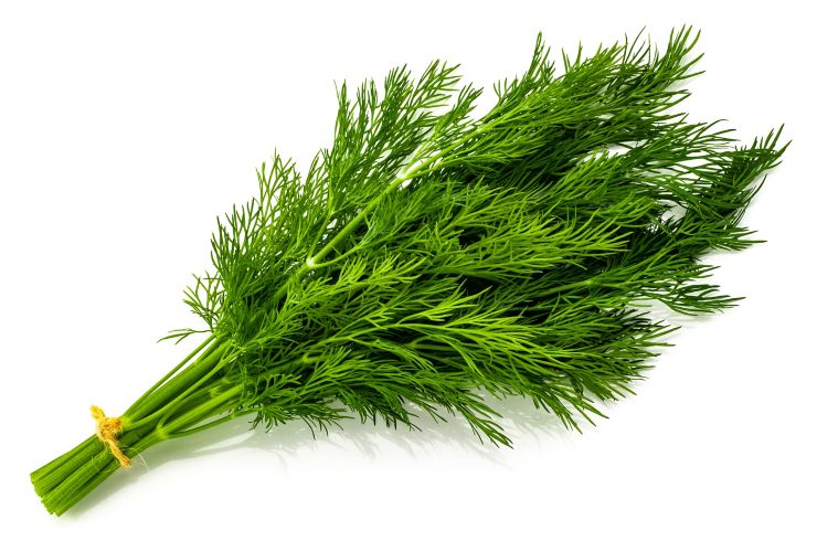bunch fresh green dill isolated on white background.; Shutterstock ID 1235187985; Job: -; Project Name: -; Client/Licensee: -; Art Buyer: -