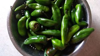 Fresh Green Poblano, Mexican Chili Pepper.