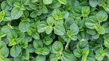 Mint leaf or peppermint plant grow at vegetable garden.