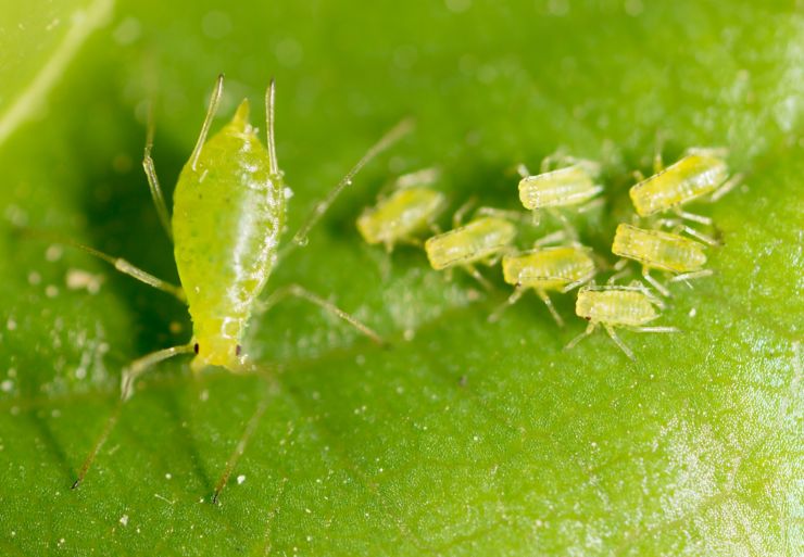 small aphid on a green leaf in the open air