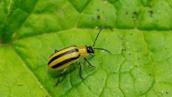 A Striped Cucumber Beetle is resting on a green leaf. Taylor Creek Park, Toronto, Ontario, Canada.