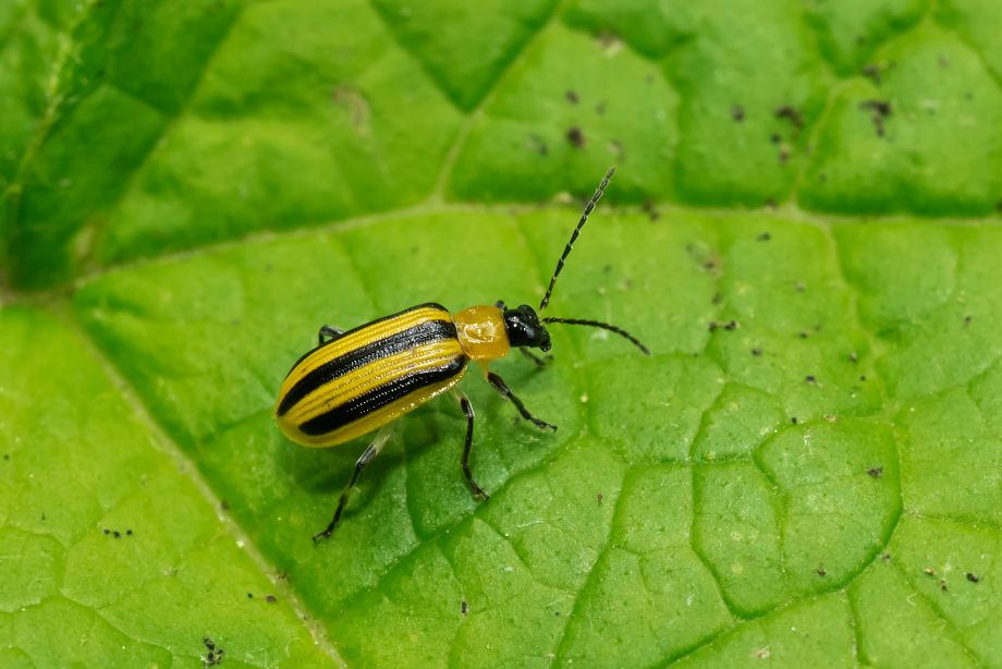 A Striped Cucumber Beetle is resting on a green leaf. Taylor Creek Park, Toronto, Ontario, Canada.