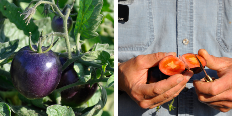 Black (Indigo Rose) Tomatoes