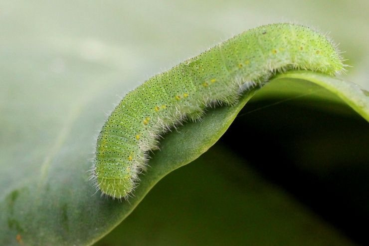 Cabbage White Caterpillar