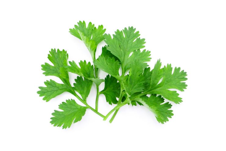 Coriander leaf isolated on white background , top view , flat lay.; Shutterstock ID 1642526515; Job: -; Project Name: -; Client/Licensee: -; Art Buyer: -