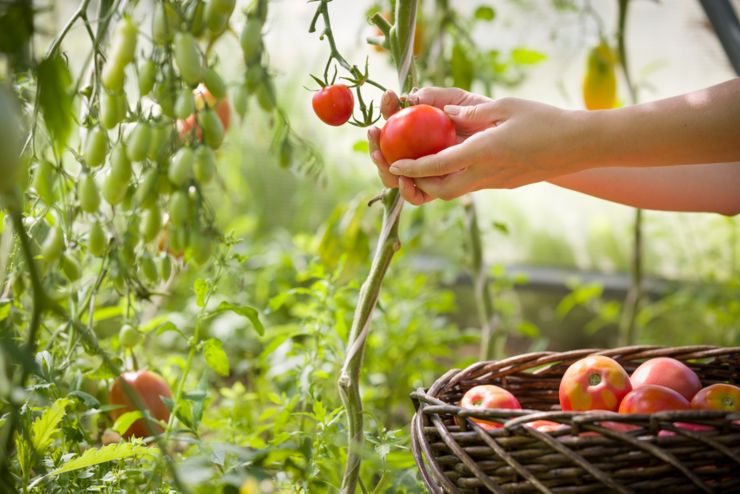 woman's hands harvesting fresh organic tomatoes in her garden on a sunny day. Farmer Picking Tomatoes. Vegetable Growing. Gardening concept