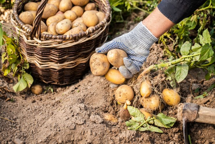 Close Up Of Hands Of Elderly Woman Picks Potatoes Yellow Potatoes In Vegetable Garden Close Up. Potato Harvesting.