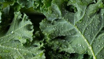 kale salad leaves close up with water drops background