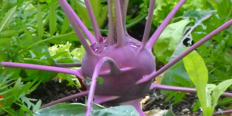 Kohlrabi