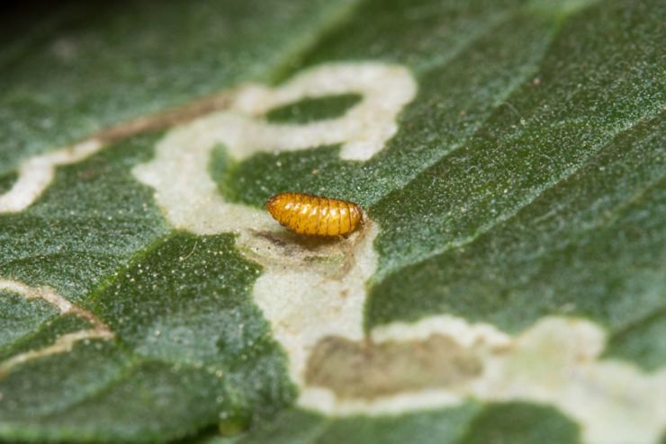 A Leaf Miner pupa, Liriomyza trifolii. The adult fly lays eggs in the leaf. The eggs hatch into larvae which travel through the leaf. They later emerge and pupate in soil or on the leaf underside.