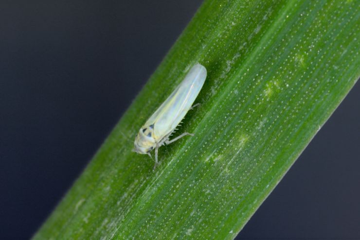 Maize leafhopper (Zyginidia scutellaris) pest of corn crop. Insect on winter cereal.