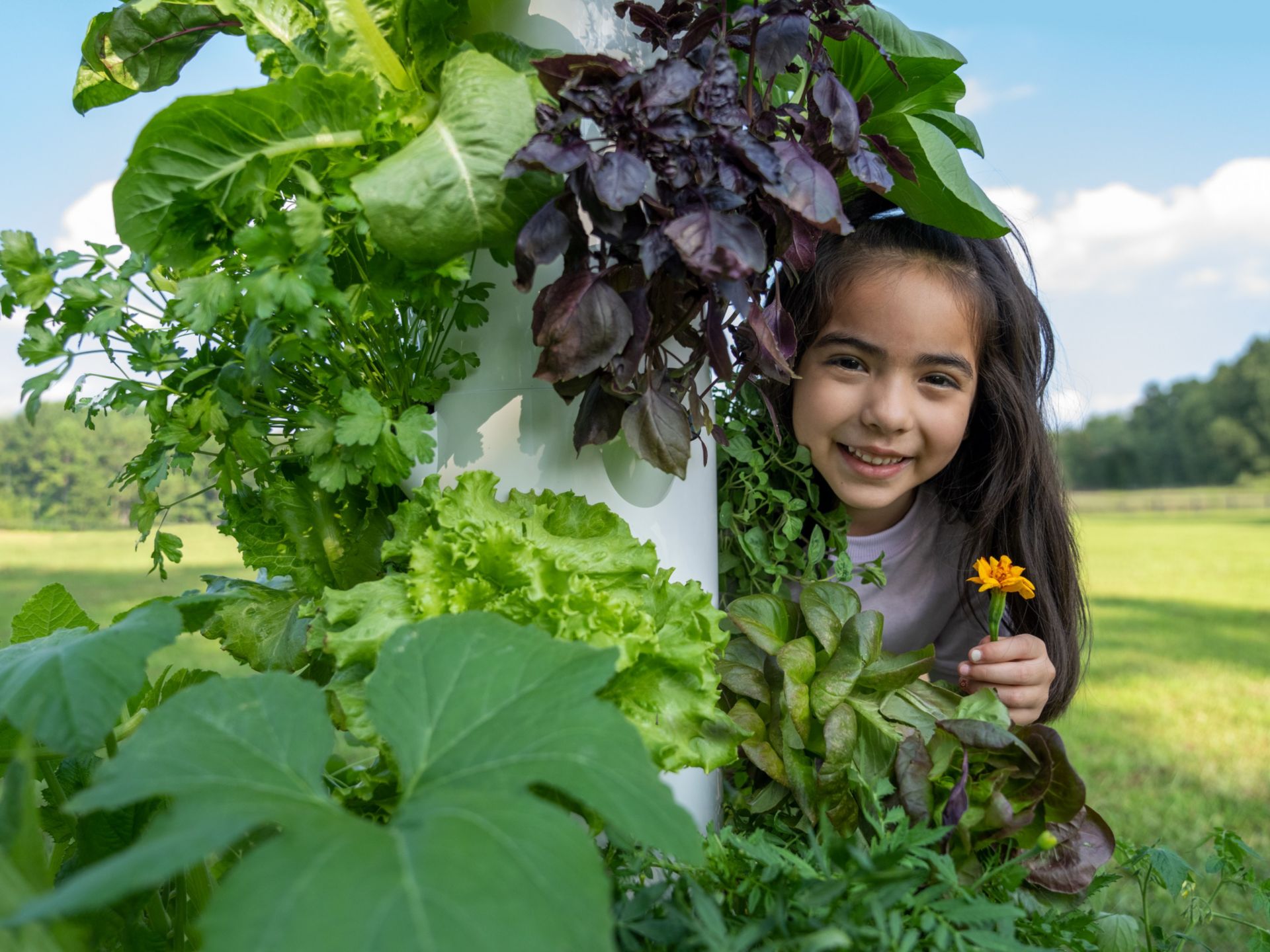 Vegetable Gardening At Home For Beginners - PINCH OF SEEDS