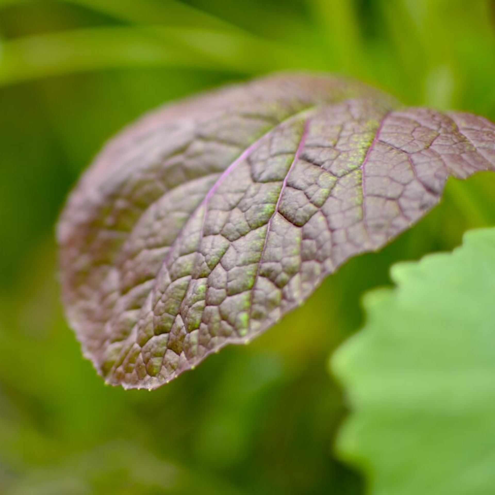 Plant mustard greens now for less bitter results