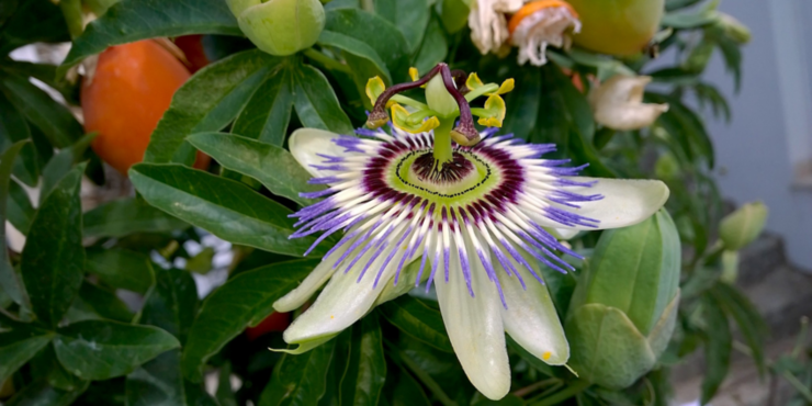 Passionflower