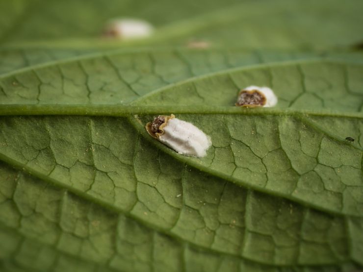 photo shows a scale insect or hydrangea scale sucking on a leaf and producing a lot oh honeydew