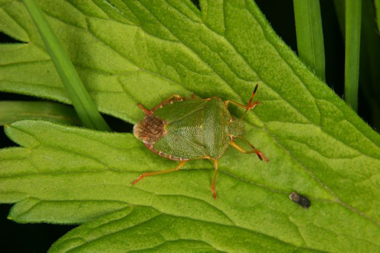 Green shield bug (Palomena prasina) -  larva on a leaf