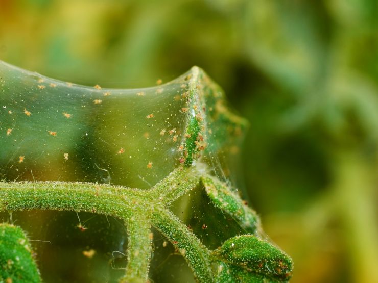 photo shows a close up of a colony of spiter mites