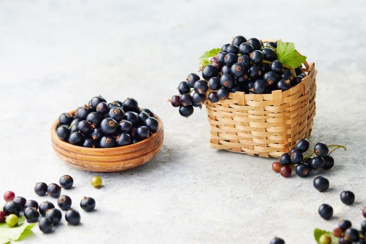Freshly picked blackcurrants. Blackcurrants in a bowl and beside a small wicker basket of fresh blackcurrants.