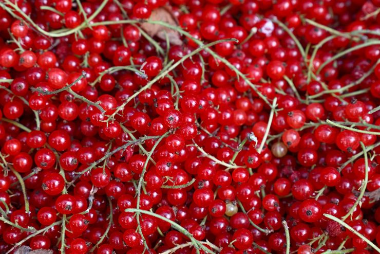 Close up heap of fresh redcurrant berries on retail display of farmers market, elevated high angle view