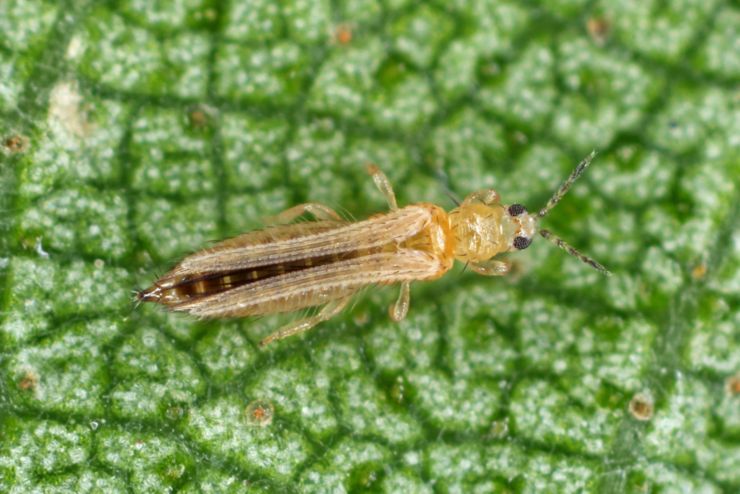 The onion, the potato, the tobacco or the cotton seedling thrips - Thrips tabaci (order Thysanoptera). It is important pest of many plants.