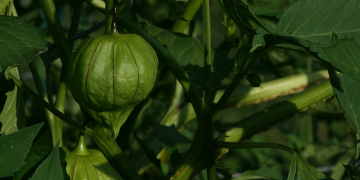 Tomatillo