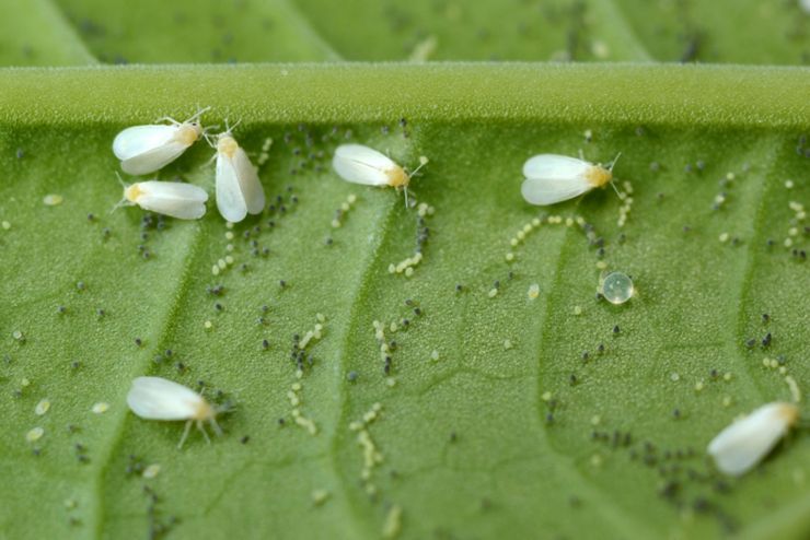 Greenhouse whitefly - Trialeurodes vaporariorum