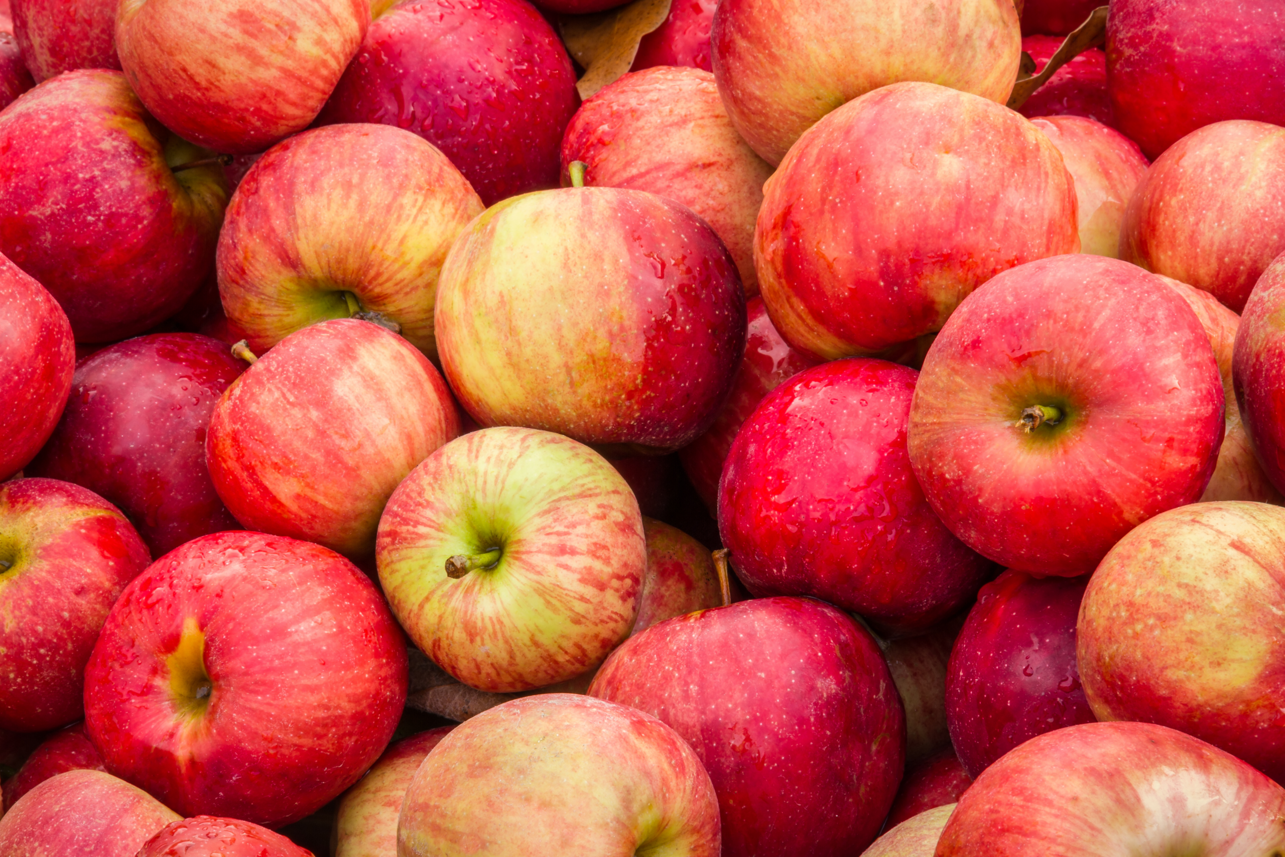 Apples fill a bin at an orchard market at harvest time.